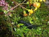 Pierwsze spotkanie z fauną alpejską - salamandra czarna